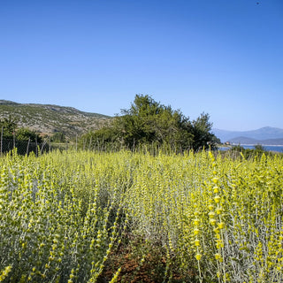 Season and Stir™ Greek Mountain Tea